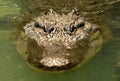 Huge alligator staring at you