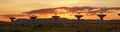 Very Large Array at Sunset (Satellite Dishes)