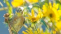 Very large baby / juvenile goldfinch - still getting fed by a parent - in the Minnesota River National Wildlife Refuge in Bloomin