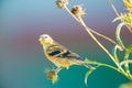 Very large baby / juvenile goldfinch - still getting fed by a parent - in the Minnesota River National Wildlife Refuge in Bloomin