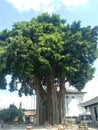 a very large banyan tree in the middle of a tall building