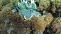 Very large beautiful light blue Giant Clam with sand colored spots with soft pulsating Xenia corals around. Picture taken during