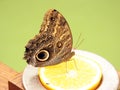 A very large, beautiful tropical butterfly on an orange.