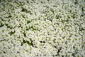 White Sweet Alyssum Flower