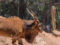 Eastern Giant Eland largest antelope in the world here at the San Diego Zoo in California USA