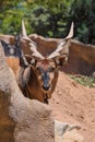 Eastern Giant Eland largest antelope in the world here at the San Diego Zoo in California USA