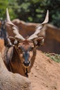 Eastern Giant Eland largest antelope in the world here at the San Diego Zoo in California USA