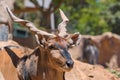 Eastern Giant Eland largest antelope in the world here at the San Diego Zoo in California USA