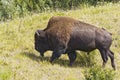 Very large bison bull