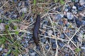 A very large black snail without a shell