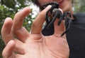 A very large black spider tarantula in human hand close up. Royalty Free Stock Photo