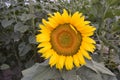 A Very Large Bright Yellow Sunflower Blooming In The Garden, Close Up Of Sunflower, Field Of Sunflower With A Blue Sky, Summer