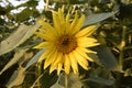 A Very Large Bright Yellow Sunflower Blooming In The Garden, Close Up Of Sunflower, Field Of Flower With A Blue Sky, Summer