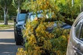 A very large broken tree fell on a car during a hurricane. Destruction after a gale. Accident. Close-up.