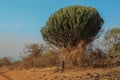 A very large cactus and a small person in comparison with it. The greatness of nature is the African savannah