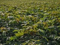 Very large cassava plantation Royalty Free Stock Photo