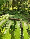 Very large caterpillars were seen walking on the leaves