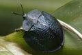 Very large Coleoptera or beetle sitting a green leaf