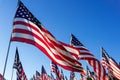 A large group of American flags. Veterans or Memorial day display Royalty Free Stock Photo