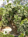 a very large and exotic cactus bonsai tree