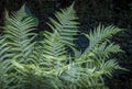 Very large fern on dark background