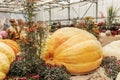 A very large giant pumpkin at the autumn Farmer\'s Harvest Show