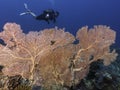 A very large Gorgonian sea fan coral in deep water with a male scuba diver Royalty Free Stock Photo