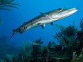 Very large great barracuda in Jardin de la Reina Cuba