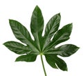 Very large green leaf on a white background Royalty Free Stock Photo