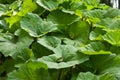 Very large green leaves, wild rhubarb Royalty Free Stock Photo