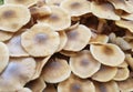 Large group of Honey wild mushrooms near the tree in the wood. Royalty Free Stock Photo