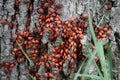 Large group of fire bugs on a tree