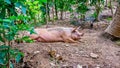 A pig relaxing in a backyard on an island in the Philippines. Royalty Free Stock Photo