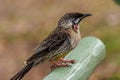 Red Wattlebird in Western Australia