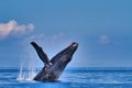 Large humpback whale enthusiastically breaching with pectoral fin extended. Royalty Free Stock Photo