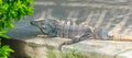 Very large 10 kilo Black Iguana Ctenosaura similis resting by a shrub on a sidewalk. Royalty Free Stock Photo
