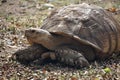 Very Large Land Tortoise Moving Over Leaves Royalty Free Stock Photo