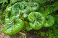 Very large leaved flowering ornamental plant Farfugium japonicum, also known as leopard plant, green leopard plant or tractor seat