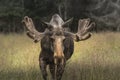 Very large male moose buck walking on a grass field in Sweden