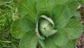 Large cabbage in organic home garden Royalty Free Stock Photo