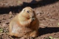 Very Large Overweight Prairie Dog Sitting in Dirt