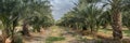 Very large panoramic view of palm trees grove at northern israel Royalty Free Stock Photo