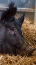 Very large pig on hay Royalty Free Stock Photo