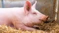 Very large pig on hay Royalty Free Stock Photo