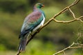 Kereru New Zealand Endemic Pigeon