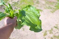 Very large plantago leaf close up. Natural medicinal plant