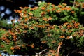 Monarch Butterfly Swarm Cluster on Juniper Tree Royalty Free Stock Photo