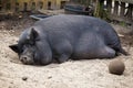 Voluptuous potbelly pig sleeping