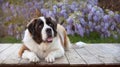 Very large puppy St. Bernard dog laying down on wooden planks