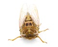 Very large Resonant Cicada or Southern pine barrens cicada fly - Megatibicen resonans - loud insect at the end of summer in Royalty Free Stock Photo